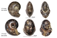 Oxyparoniceras telemachi